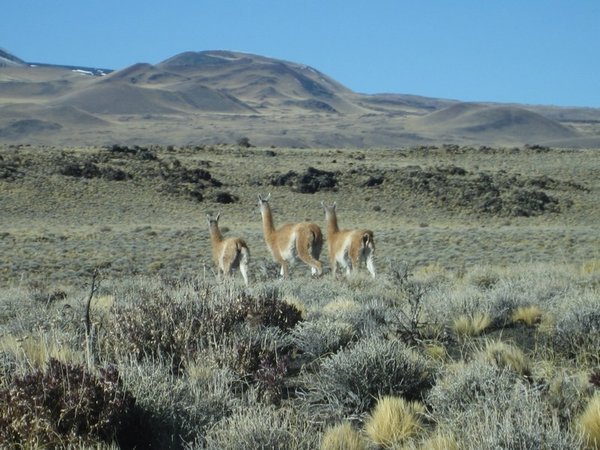 Guanaco at the entrance to the park