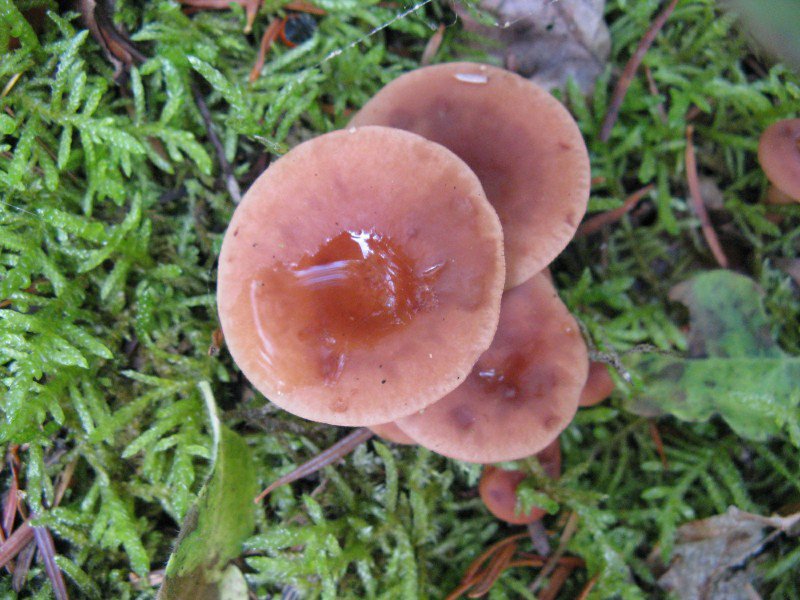 Mushrooms -edible?