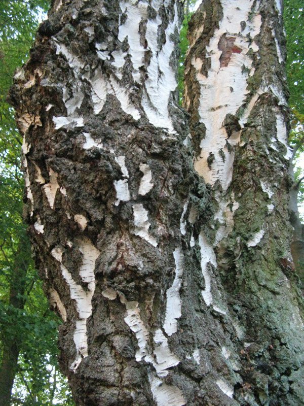Bark on birch tree