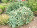 An Aloe Vera Plant!
