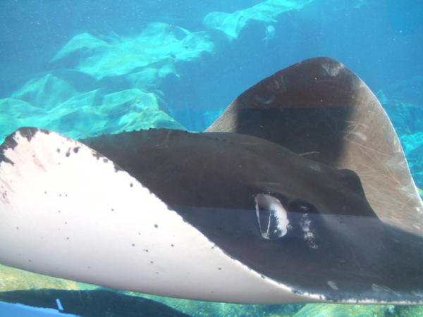 A Close Up of the Stingray from outside the tank!