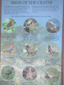 Birds of the Crater