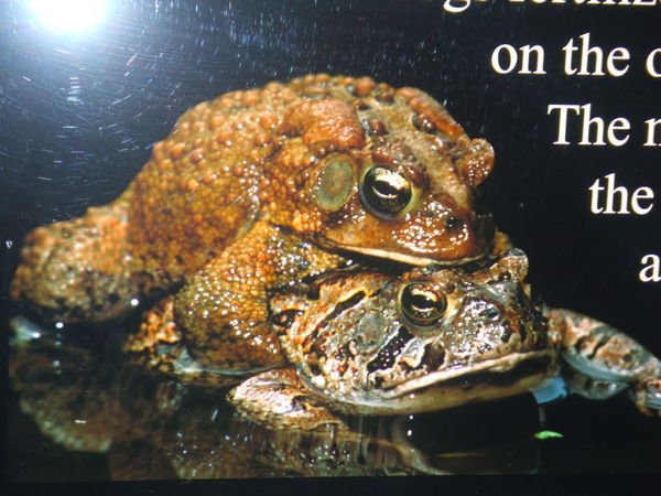 This is picture of a colourful poster in the Frog Exhibit!