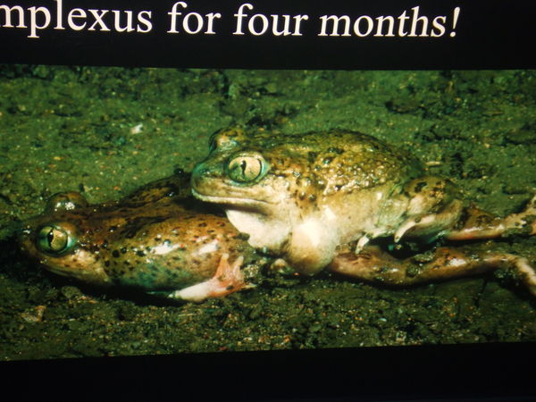 This is picture of a colourful poster in the Frog Exhibit!