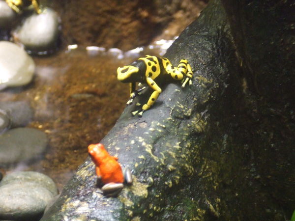 LIVE frogs at the exhibit!