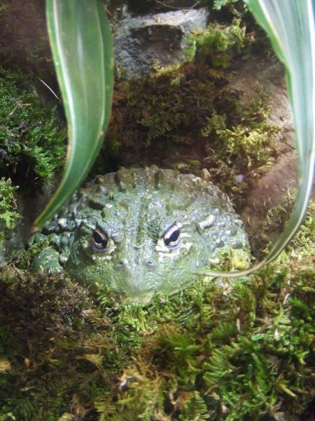 LIVE frogs at the exhibit! | Photo