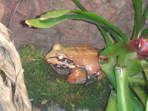 LIVE frogs at the exhibit!