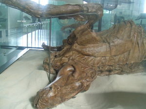 A mummified Dinosour!