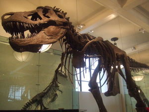 The Museum has one of the biggest Fossilised T-Rex's!