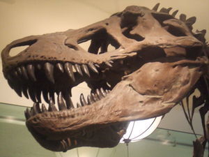 The T-Rex Head
