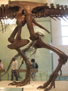 T-Rex's mid body
