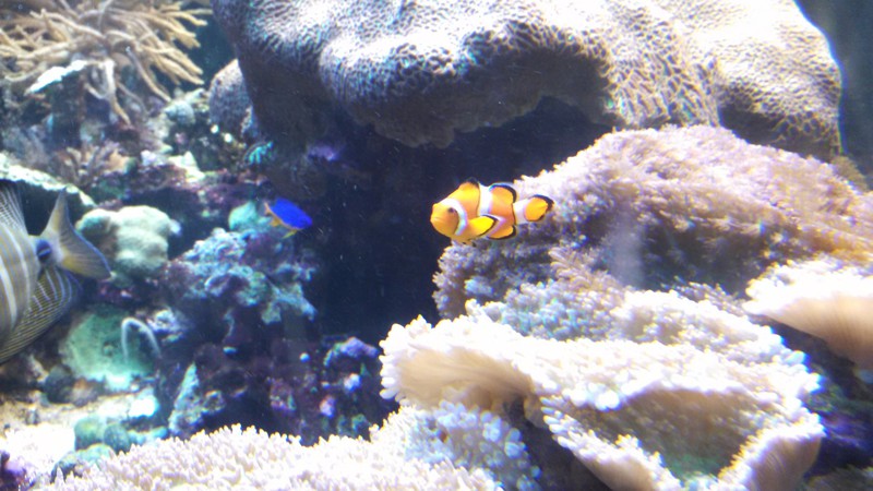 found Nemo!