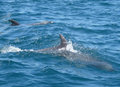 dolphins6