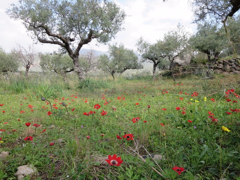 Wildflowers and Olive Groves, Kardamyli