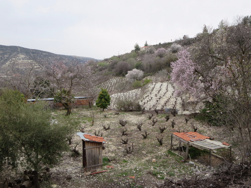 Vineyards near Omodos, Cyprus
