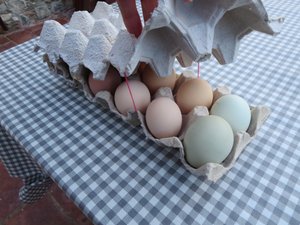 Fresh organic eggs, Treis Elies