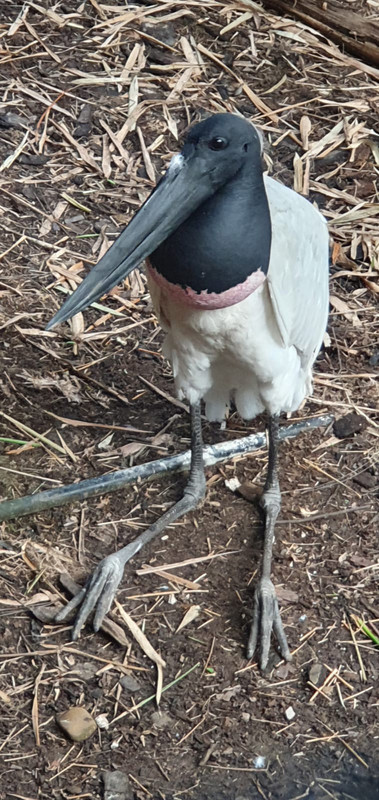 Stork at Belize Zoo
