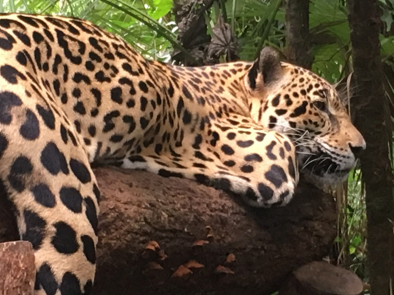 Jaguar At Belize Zoo