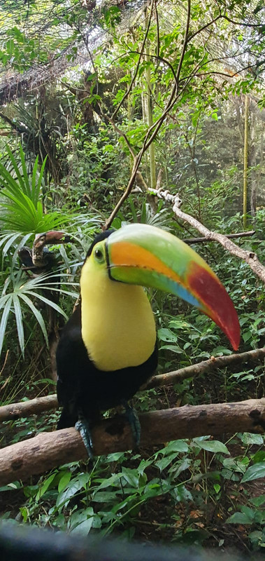 Toucan at Belize Zoo