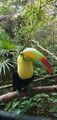 Toucan at Belize Zoo