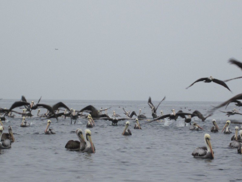 Pelicans off of Paracas Park near Pisco