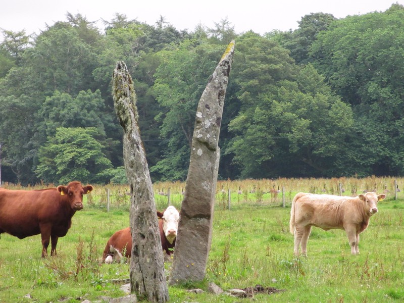Cows and standing stones