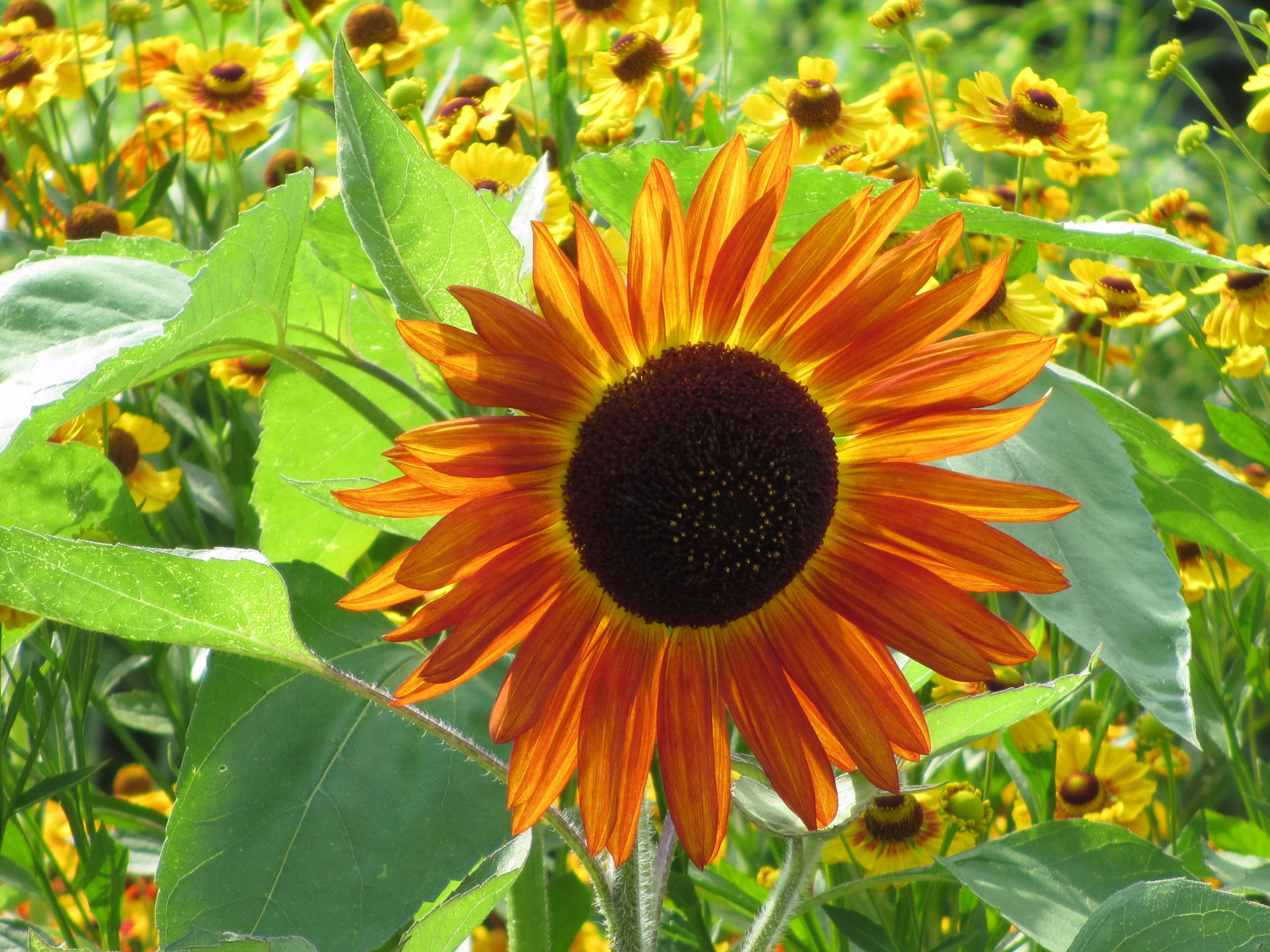 sunflower-patch-photo