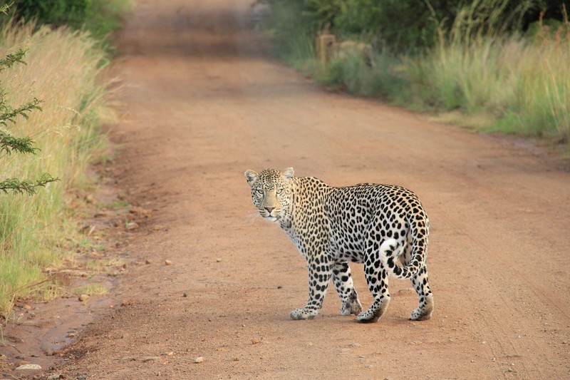leopard-africa