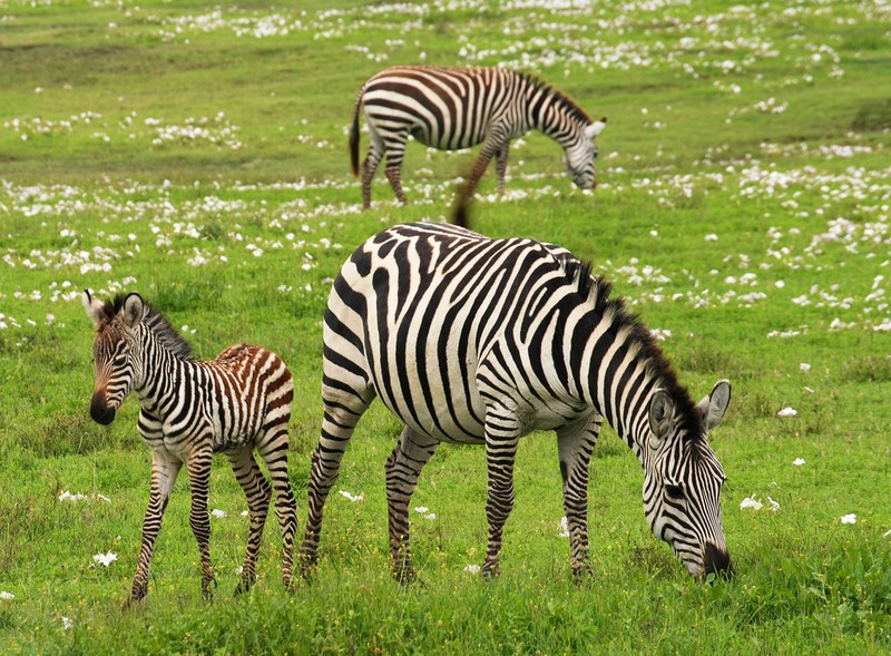 baby zebra-africa