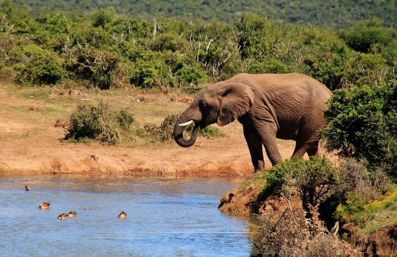 elephant- africa