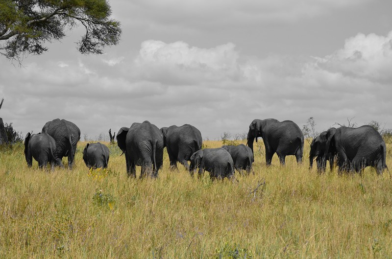 elephants- africa