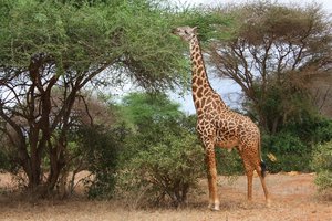 giraffe- africa