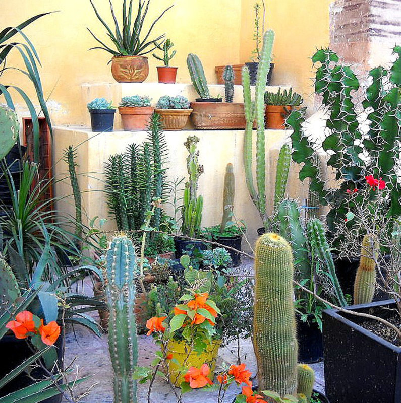 Cactus garden (cg)