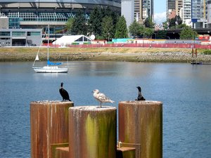 fc - Gull & cormorants