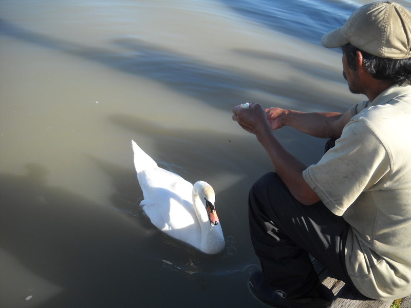 Fisherman feeding his fav swan