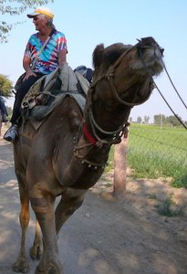 2007 Lorr on camel day 1 2007