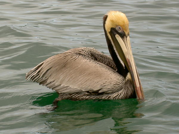 Nieuwsgierige pelikaan