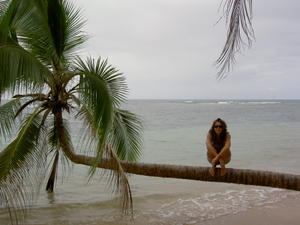 Suus coconut tree Boca del Drago