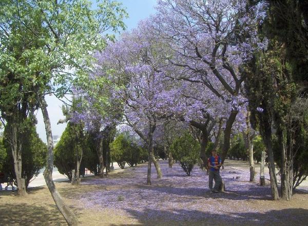 Jacarandas on a nice spring day in Chapultepec Park in Mexico City