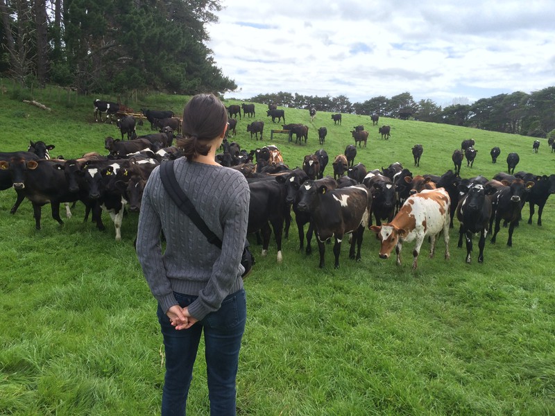 Astrid parle aux vaches