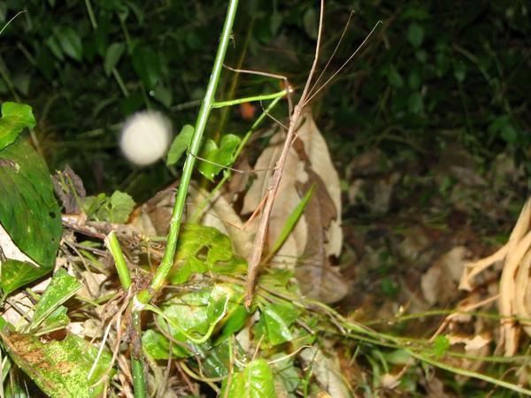 stick insect in the night jungle walk