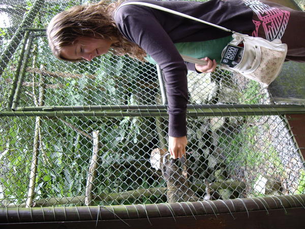 Feeding a Kea