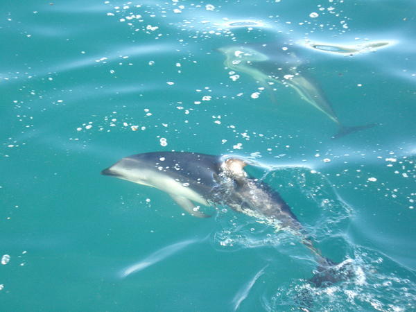 A Dusky Dolphin