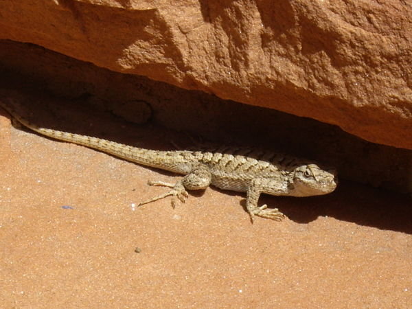 Lizard in Zion National Park