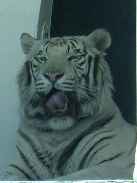 White Tigers at The Mirage