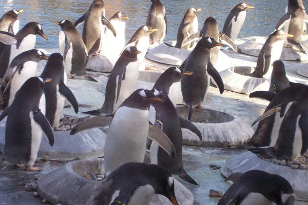 Lotttts of Penguins