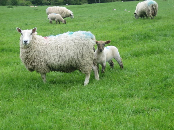 What a bonnie lamb...