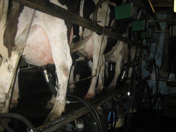 Cows being milked