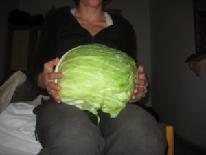 World's biggest cabbage