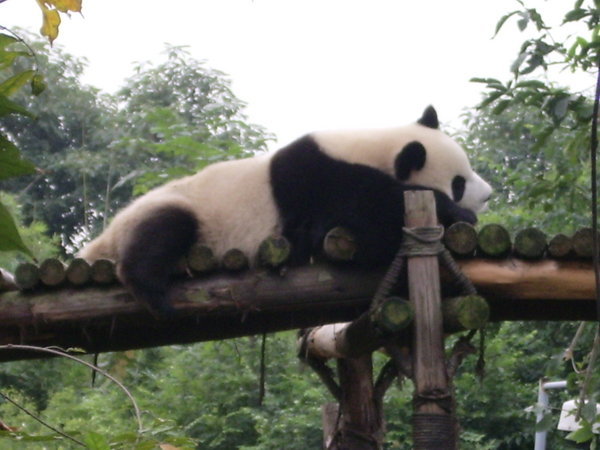 Chillin' Panda